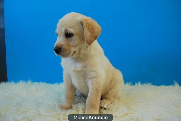 Raza Labrador color dorado y negro Cachorritos