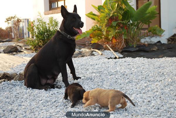 regalamos cachorras de perro grande