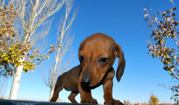 teckel miniatura, pelo largo, pelo corto y pelo duro... WWW.CENTROCANINOELPINAR.ES