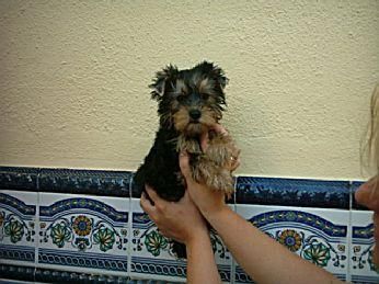 YORKSHIRE HEMBRA. CACHORRITA PRECIOSA