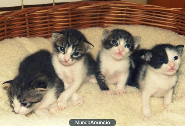 4 gatitos preciosos