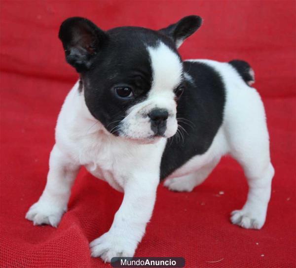 alegres y simpaticos cachorros de Bulldog frances