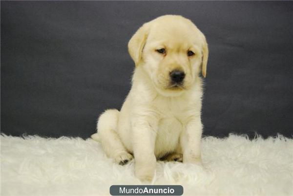 CACHORROS DE GOLDEN EN MADRID, ABRIMOS EL FIN DE SEMANA