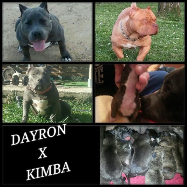 Camada american bully