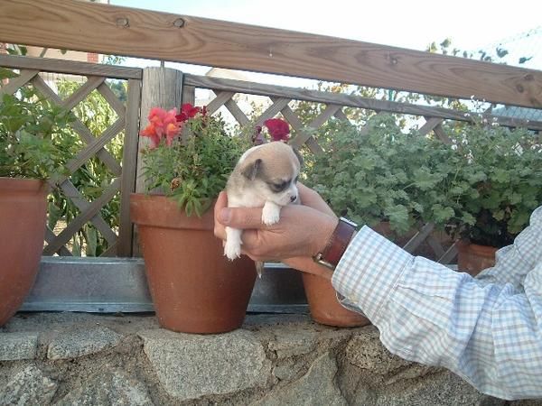 Chihuahua hembrita tricolor con mascarita gran calidad