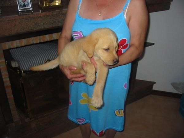 Labradores retriever,cachorros,dorados y negros con pedigree.