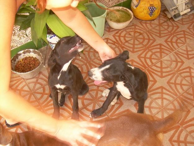 regalo dos cachorros negros