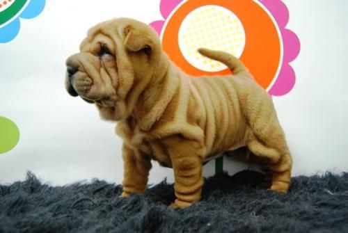 shar pei camada estuenda calidad