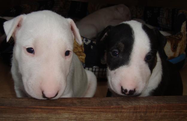 Vendo cachorritos de bull terrier