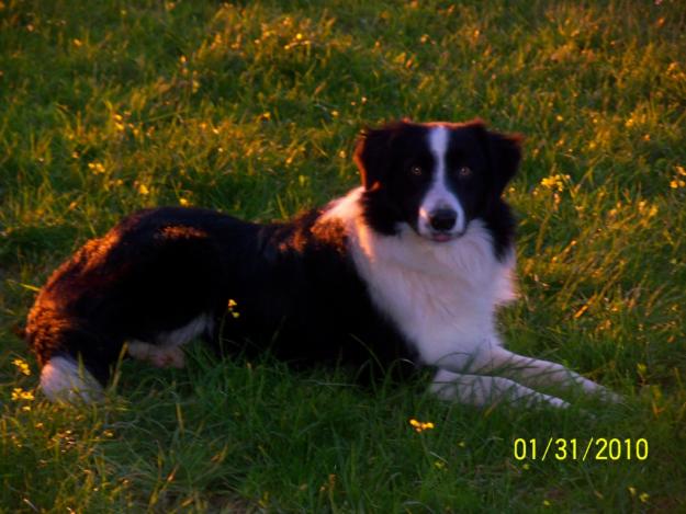 ◄▬ BORDER COLLIE, CACHORROS CON IMPRESIONANTE PEDIGREE ▬► - España