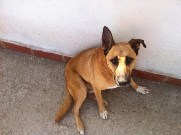 AYUDA SE DAN EN ADOPCION 5 PERROS***URGE **