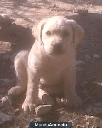 Cachorrito Labrador Retriver Pedigree L.O.E