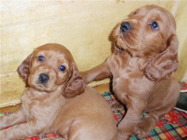 COCKER INGLES, FOX TERRIER, BOXER A 250 EUROS