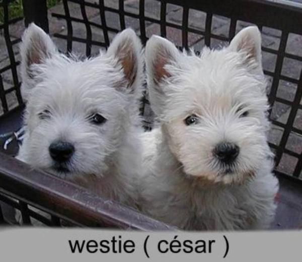 Hermosos cachorros westie