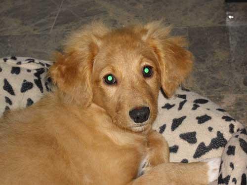 Kika, preciosa cachorrita cruce de golden encontrada en la carretera - Arca de Noé de Córd