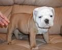 Magnifica camada de Bulldog ingles