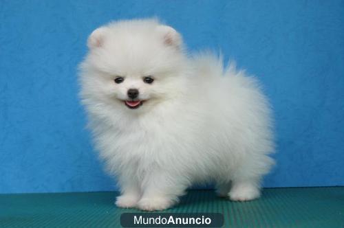 maravilloso cachorros pomerania disponible para venta