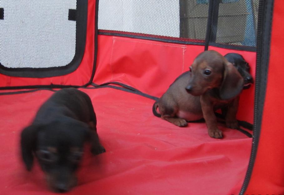 Teckels cachorros de pelo duro y corto en oferta varios colores