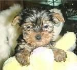 Beautiful Chocolate Yorkshire Terriers 95