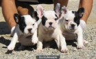 BULLDOG FRANCES 350€ - mejor precio | unprecio.es