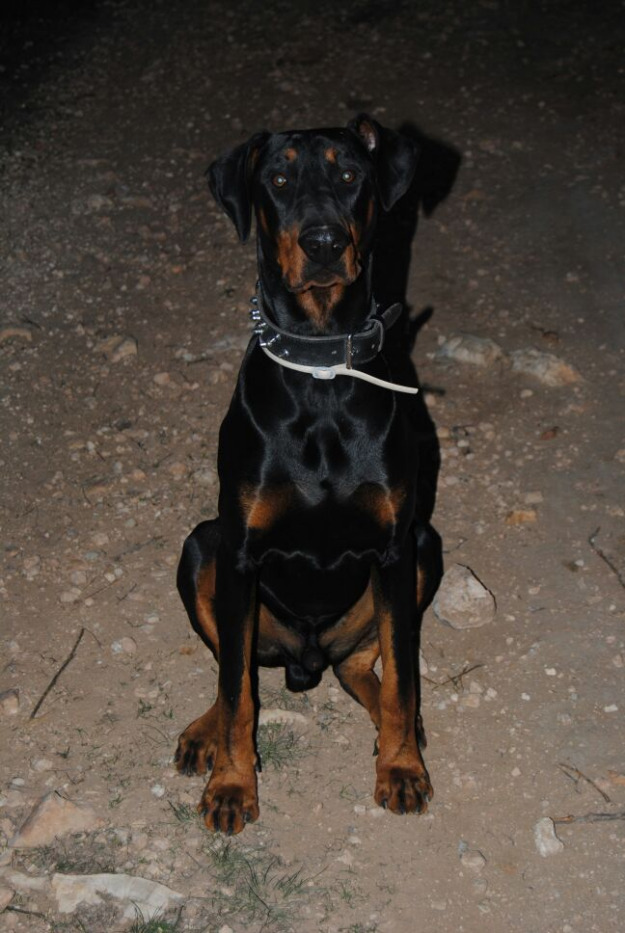 cachorro doberman