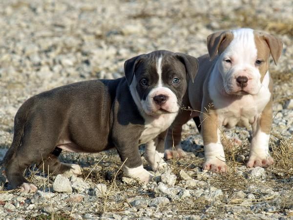 CACHORROS DE AMERICAN PIT BULL TERRIER