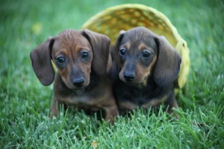 Excelentes cachorritos de Teckel Kaninchen