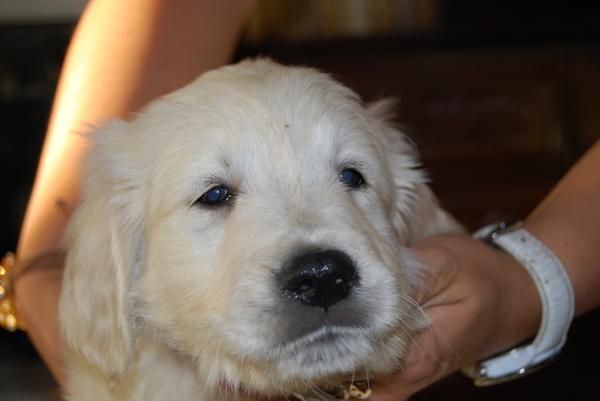 inmejorables cachorros de GOLDEN RETRIEVER CON PEDIGREE 390 EUROS