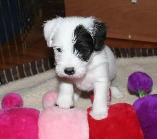 Jack russell terrier130