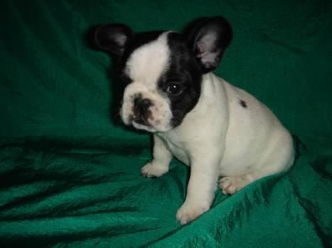 PPP Perritos Bulldog Frances