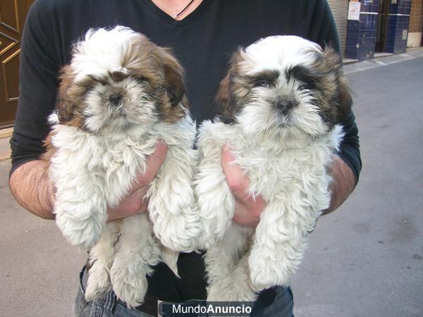 preciosos  cachorros shih tzu