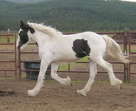 Super tambor caballo para navidad ..   900