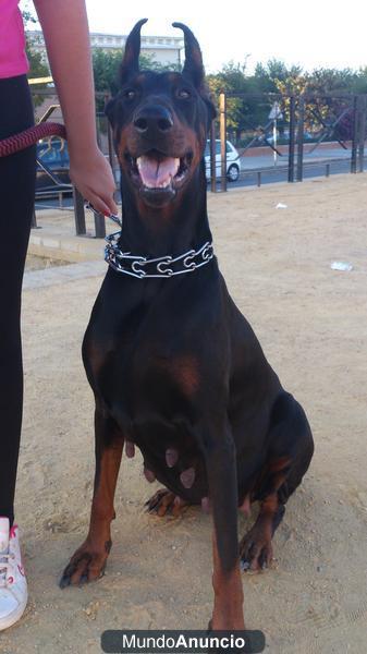 VENTA CAMADA DOBERMAN DE PURA RAZA