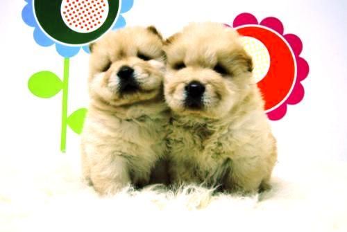 Chow Chow - Blancos con un Toke de Canela - Excelentes Cachorros Disponibles