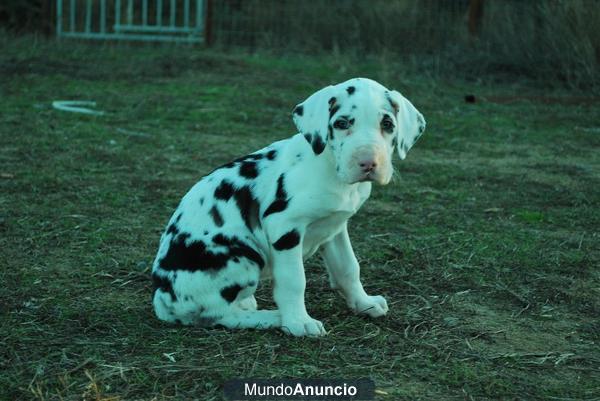 Dogo Aleman Gran Danes pedigree