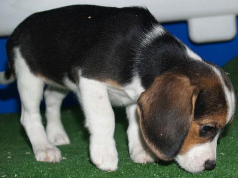 Sensacional camada de Beagle