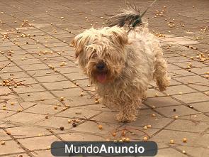 Tristan peluchito pequeño apaleado en la calle