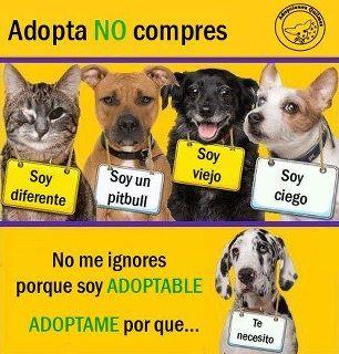 Gatos y perros para adopción o acogida