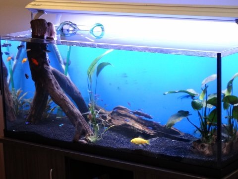 Acuario 170l completo