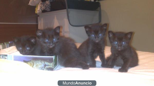 Se regalan gatitos negros de 1 mes