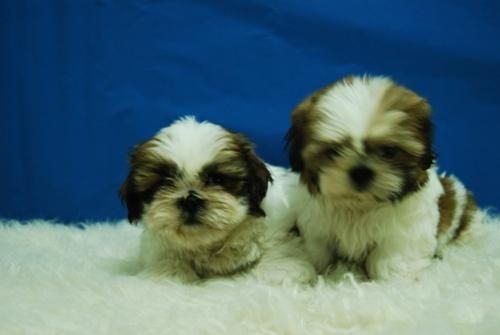 shih tzu, camadita compuesta por machos y hembras, alta calidad con garantias y pedegree