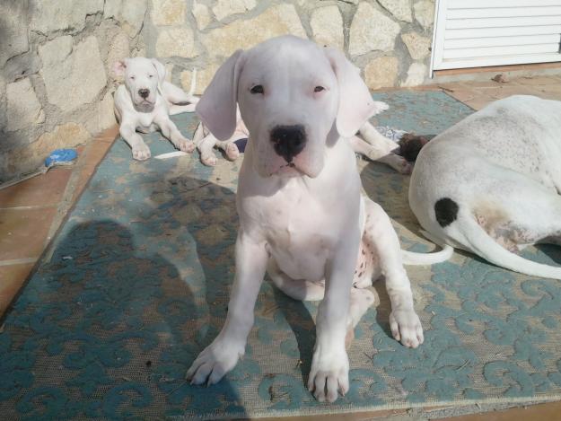 Vendo cachorros dogo argentino