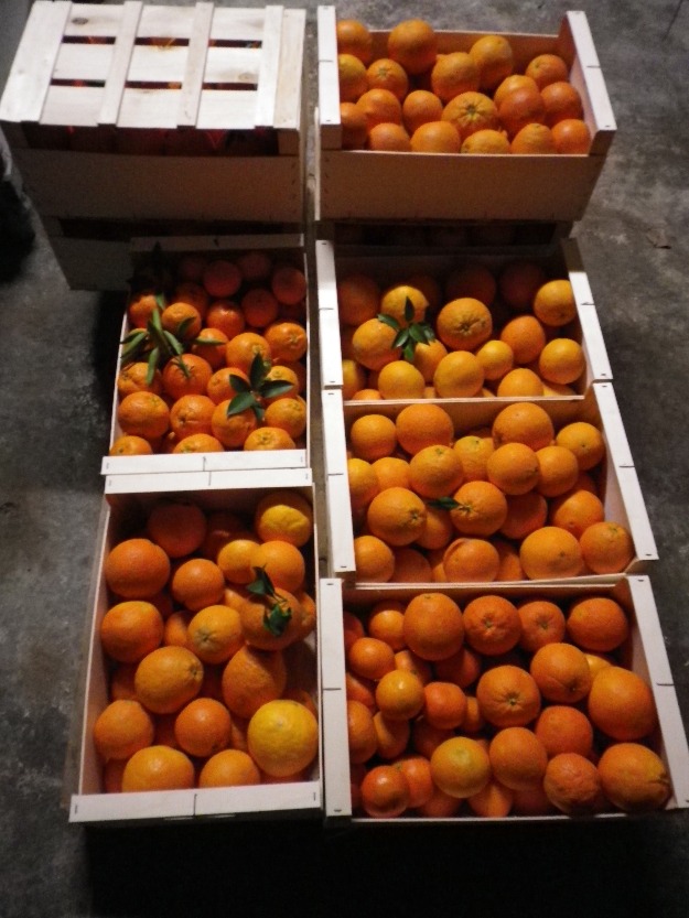 Venta de Naranjas 100% Naturales