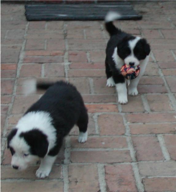 3 Cachorros Border Collie para navidad