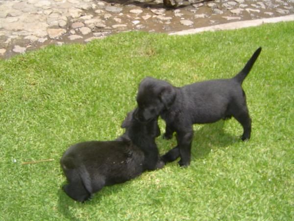 Camada de labradores negros y dorados con dos meses