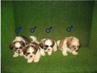 EXCELENTES CACHORROS SHIH TZU. BUEN PRECIO 260 - mejor precio | unprecio.es