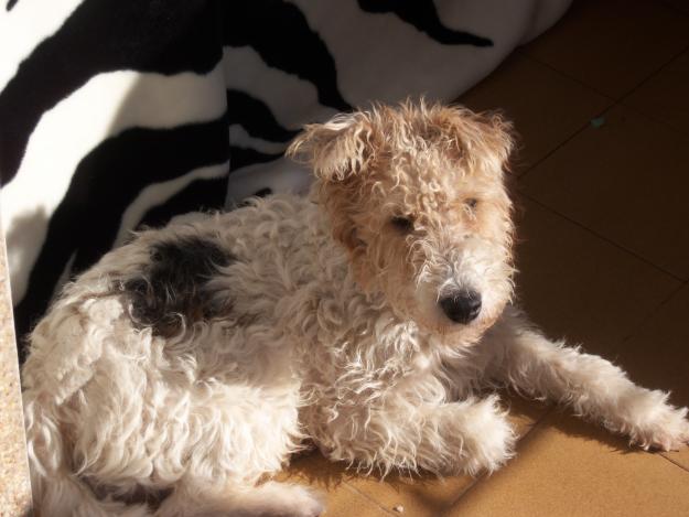 FOX TERRIER BUSCA NOVIA