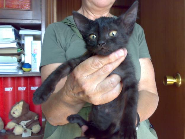 Gatita en adopción en Madrid