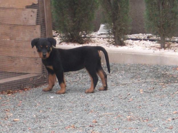 HEMBRA ROTTWEILER CON PEDIGREE