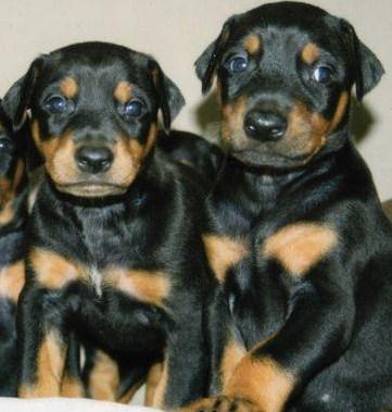 Lindos cachorros de Doberman